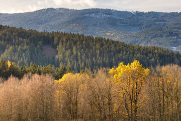 Autumn view of the forest in the morning sun.