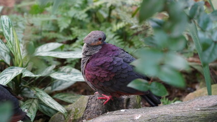 The Crested Quail-Dove (Geotrygon versicolor) is a species of bird in the family Columbidae, which...