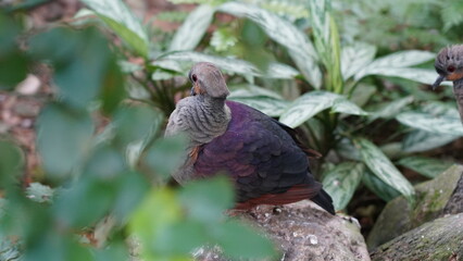 The Crested Quail-Dove (Geotrygon versicolor) is a species of bird in the family Columbidae, which...