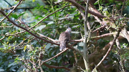 The Crested Quail-Dove (Geotrygon versicolor) is a species of bird in the family Columbidae, which...