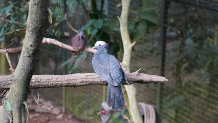 White-crowned Pigeon|Columbiformes| Patagioenas leucocephala|白頂鴿