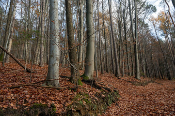 Autumn forest