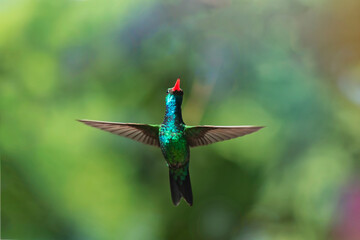 Colibrí esmeralda volando 