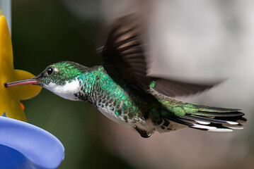 Colibrí alimentádose © Maelia Rouch