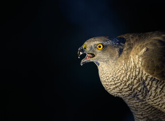 Northern goshawk (Accipiter gentilis) in forest in winter