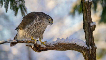 Northern goshawk (Accipiter gentilis) in forest in winter