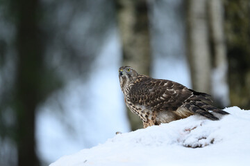 Northern goshawk (Accipiter gentilis) in forest in winter