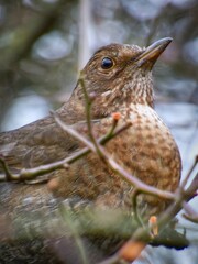 bird on a branch