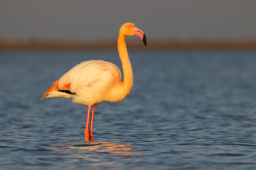 Flamingo in Parc Naturel regional de Camargue, Provence, France
