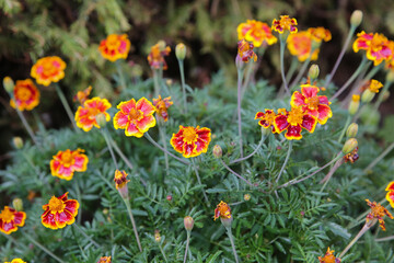 blurred floral background, wet marigold flowers ( Tagetes erecta) in the meadow after the rain