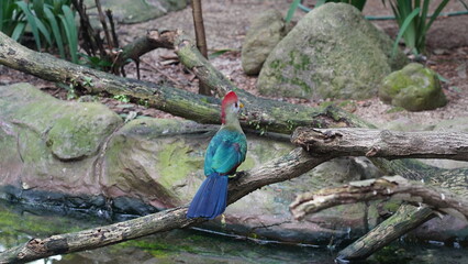 red-crested turaco|Tauraco erythrolophus|红冠蕉鹃