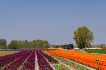 Fototapeta na wymiar steam trai with tulip field, Hoorn - Medemblik, Noord Holland, Netherlands