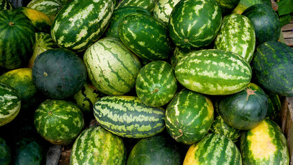 Many ripe large striped watermelons lie one on top of the other. Cultivation and harvesting of watermelons. Sweet berry. Organic products. Vitamin sweet dessert without sugar