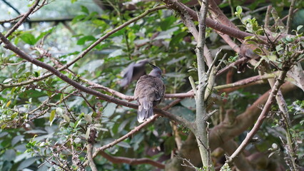 Crested Pigeon|Ocyphaps lophotes|冠鳩|澳洲冠鳩