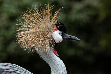 Fototapeta premium Grue royale - Balearica regulorum - Grey Crowned Crane La coiffure seule ne fait pas toute la personnalité.