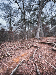 Oak tree trunk in the forest, walking path trail. Nature Reserve line creek