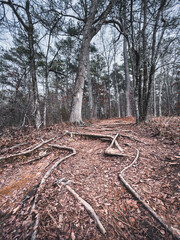 Oak tree trunk in the forest, walking path trail. Nature Reserve line creek