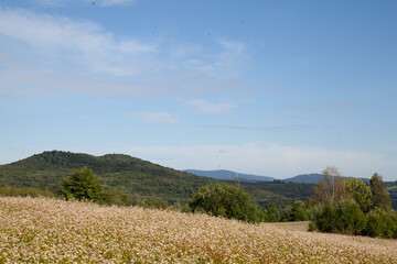beauty of the flower field in the mountains. countryside in the field. Zeta Meadow
