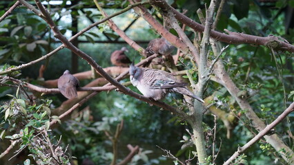 Crested Pigeon|Ocyphaps lophotes|冠鳩|澳洲冠鳩