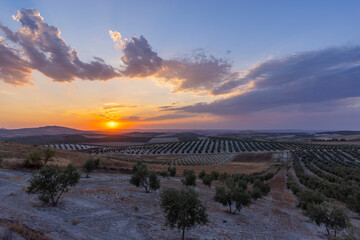 typical Andalusian landscape during sunset, Spain - obrazy, fototapety, plakaty