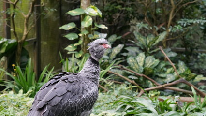 Southern Screamer|Chauna torquata|冠叫鴨