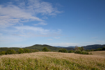beauty of the flower field in the mountains. countryside in the field. Zeta Meadow
