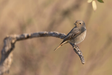 The black redstart (Phoenicurus ochruros) is a small passerine bird