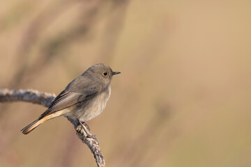 The black redstart (Phoenicurus ochruros) is a small passerine bird