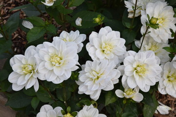 Dahlia blanc au jardin en été