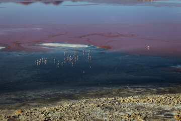 Laguna Colorada mit Flamingos auf 4278 m (ü.M.), Bolivien