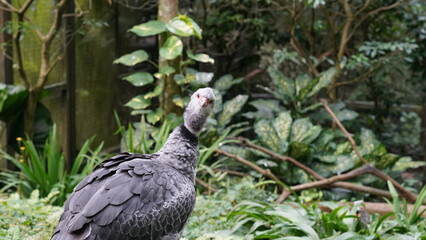 Southern Screamer|Chauna torquata|冠叫鴨