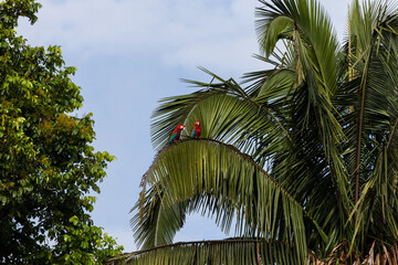 Grünflügelaras (Ara chloropterus), Tambo Blanquillo Nature reserve,  Manú, Peru © AnSchieber