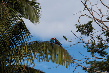 Grünflügelaras (Ara chloropterus), Tambo Blanquillo Nature reserve,  Manú, Peru