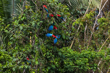 Grünflügelaras (Ara chloropterus), Tambo Blanquillo Nature reserve,  Manú, Peru