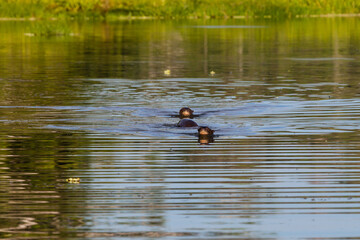Riesenotter (Pteronura brasiliensis), Tambo Blanquillo Nature reserve,  Manú, Peru