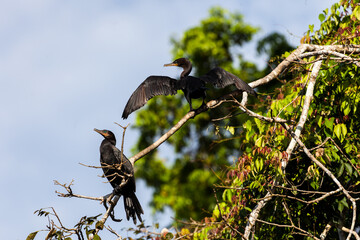 Kormorane (Phalacrocoracidae sp.), Tambo Blanquillo Nature reserve,  Manú, Peru