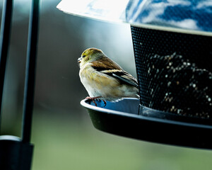 Possibly an American Goldfinch bird feeding at a birdfeeder.