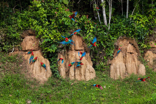 Gr&uuml;nfl&uuml;gelaras (Ara chloropterus), Tambo Blanquillo Nature reserve,  Man&uacute;, Peru