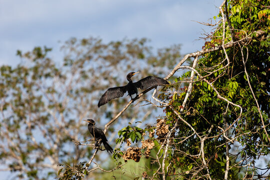 Kormorane (Phalacrocoracidae sp.), Tambo Blanquillo Nature reserve,  Man&uacute;, Peru