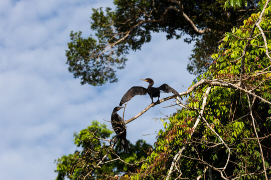 Kormorane (Phalacrocoracidae sp.), Tambo Blanquillo Nature reserve,  Man&uacute;, Peru