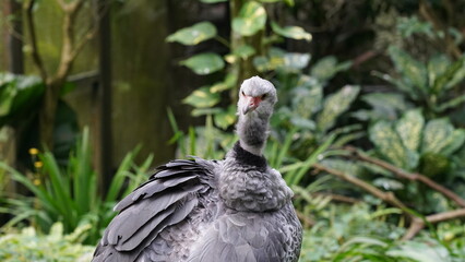 Southern Screamer|Chauna torquata|冠叫鴨