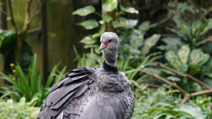 Le Kamichi à collier, connu en anglais sous le nom de 
