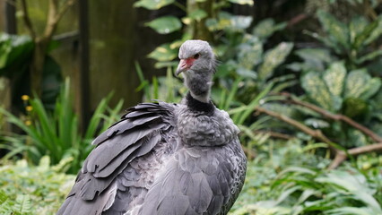 Southern Screamer|Chauna torquata|冠叫鴨