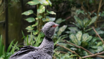 Southern Screamer|Chauna torquata
