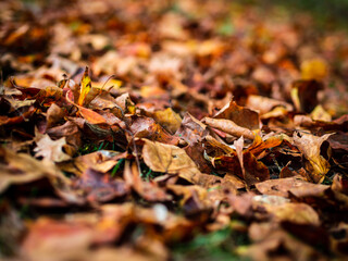 Pattern of colorful leaves filling the frame.
