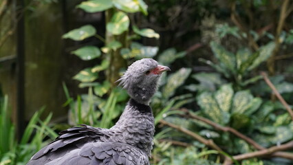 Southern Screamer|Chauna torquata|冠叫鴨