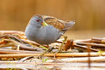 Zielonka (Zapornia parva) © Grzegorz