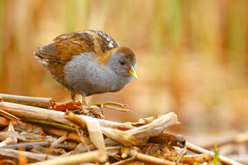 Zielonka (Zapornia parva) © Grzegorz