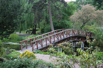 bridge in the forest
