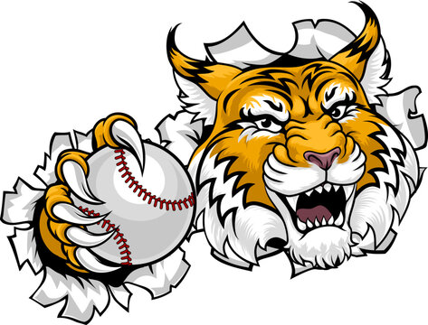 A wildcat or bobcat animal baseball sports team cartoon mascot